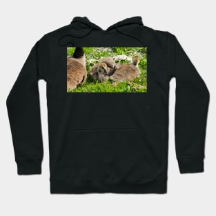 Canada Geese Goslings Resting On The Grass Hoodie